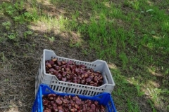 castagne-in-raccolta