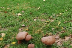 funghi-porcini-autunnali-rossana