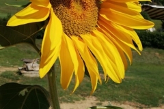 girasole-fiorito