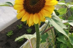 girasoli-nel-orto