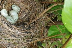 nido-uova-merlo-natura-rossana