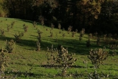 panorama-dal-noccioleto-valvaraita