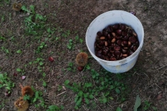 raccolta-castagne-rossana