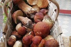 funghi-porcini-cesta