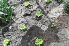 orto-prodotti-naturali-insalata